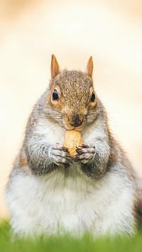 fat squirrel